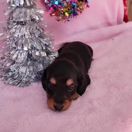 Girl 4 - Black and tan female Dachshund puppy in Klamath Falls, Oregon from Luvindoxys4u