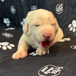ASPEN - Fawn and white male Sheepadoodle puppy in Riverside, California from Downtown Doodles & Frenchies