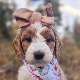 Bernedoodles and Labradoodles from Snow Mountain Doodles