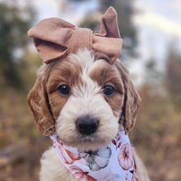 Bernedoodles and Labradoodles from Snow Mountain Doodles
