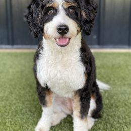 "Dixie- A Silver Creek Mom" Australian Labradoodle, Bernedoodle, and Goldendoodle All Grown Up from Silver Creek Doodles
