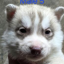Male 5 - Red and white male Siberian Husky puppy in Carnesville, Georgia from Southern Magnolia Siberians