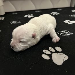 West Highland White Terrier Puppies from Our Westies 2