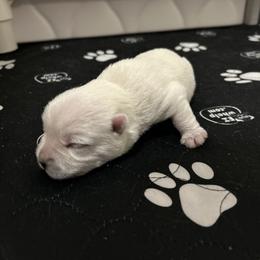 West Highland White Terrier Puppies from Our Westies 2