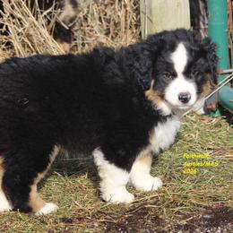 Blizzard - Black tri male Miniature American Shepherd puppy in Hillsdale, Michigan from Faithwalk Aussies and Mini American Shepherds