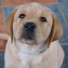 Labrador Retriever Puppies from Brookeridge Labs