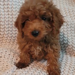 Goldendoodles from Denise's Goldendoodles