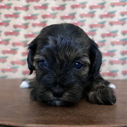 Havapoos and Poodles from Pepper Potts Puppies