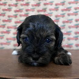 Havapoos and Poodles from Pepper Potts Puppies