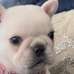 French Bulldogs from FurLove Frenchies