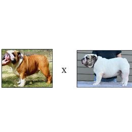 Bulldog puppies from Big Pine Bulldogs