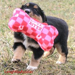 Ginger BTF6 - female Miniature American Shepherd puppy in Elgin, Oregon from LongMile Aussies