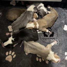 Chyna - Sable and white female American Corgi puppy in Casper, Wyoming from Flying Note Shorties