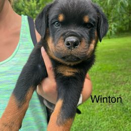 Winton- blue - Black and mahogany male Rottweiler puppy in Wabash, Indiana from Broken Roots Rottweilers