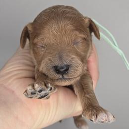 Juliet - Red  female Goldendoodle puppy in Harlem, Georgia from Ivey's Poodles & Doodles