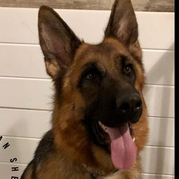 Pam - German Shepherd