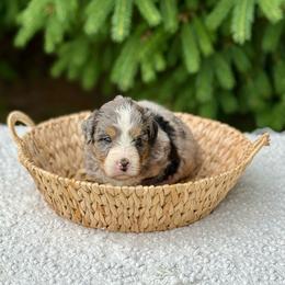 Violet - Merle female Bernedoodle puppy in Bremen, Indiana from Farmland Doodles