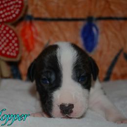 Hopper - male Alapaha Blue Blood Bulldog puppy in Walbridge, Ohio from United Alapaha Bulldogs