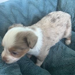 Taco - Red merle male Toy Australian Shepherd puppy in Greensboro, North Carolina from Mike & Josh- Small Mini/Toy Aussies