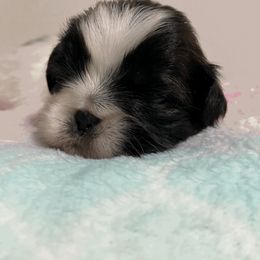 Shih Tzu Puppies from Itty Bitty Paws