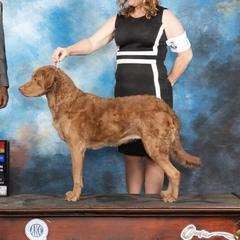 Trouble - Chesapeake Bay Retriever