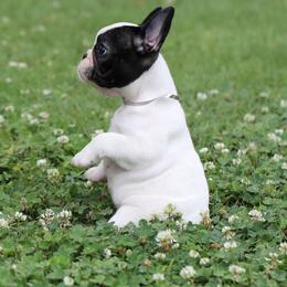Silver Collar - White and brindle female French Bulldog puppy in Wichita, Kansas from Phantasticus French Bulldogs