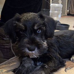 Jasmine double blue eyes - Black and silver female Miniature Schnauzer puppy in Panama City, Florida from Emerald Coast Schnauzers