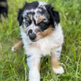 BLUE MERLE FEMALE 1 - Blue merle female Australian Shepherd puppy in Christiana, Tennessee from Vaught Family Farm