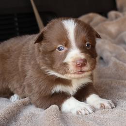 Tanner - AKC Reg - Red male Border Collie puppy in Courtland, Alabama from C Bar C Ranch Border Collies