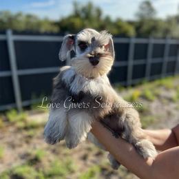 Miniature Schnauzer Puppies from Love Giver Schnauzers