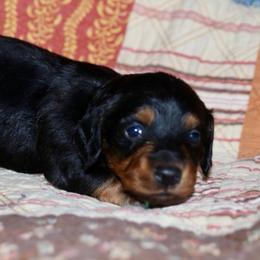 Hunter Green collar Male - Black and tan male Dachshund puppy in New Canton, Virginia from Mount Calm Golden Retrievers