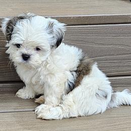 Shih Tzu Puppies from Shih Tzu's of Antioch