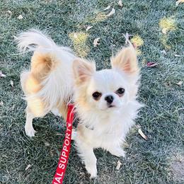Benny - Chihuahua