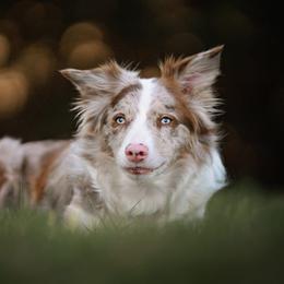 Orchid - Border Collie