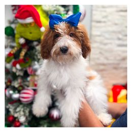 Willow - Goldendoodle