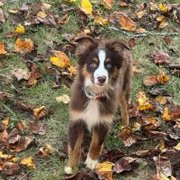 Lexi - Red tri female Miniature Australian Shepherd puppy in Norco, California from River Springs Aussies