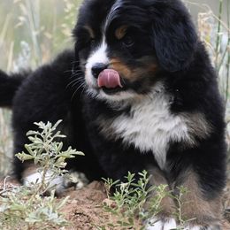 Lime Green Collar Boy - Black tan and white male Bernese Mountain Dog puppy in Loveland, Colorado from Grateful Bernese & Gage's Goldens