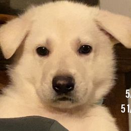 Girl 1 - White German Shepherd puppy in Camarillo, California from Robert's White German Shepherds