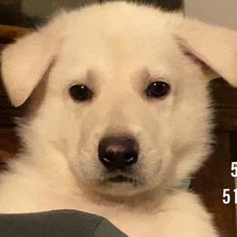 Girl 1 - White German Shepherd puppy in Camarillo, California from Robert's White German Shepherds