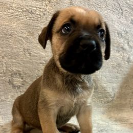 Cane Corso Puppies from Wilco Cane Corso