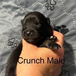 Crunch - Black and white male Pomsky puppy in Avoca, Michigan from Repurposed Paradise Farm