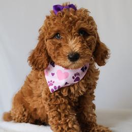 Zoe - Red  female Goldendoodle puppy in Apopka, Florida from Rae Precious Puppies