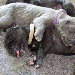 Great Dane Puppies from Danes of Dundee