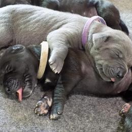 Great Dane Puppies from Danes of Dundee