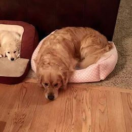 Golden Retriever Puppies from Em's Golden Retrievers