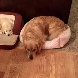 Golden Retriever Puppies from Em's Golden Retrievers