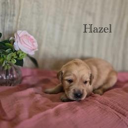 Hazel - Golden female Golden Retriever puppy in Fruitland, Idaho from Bethel Retrievers