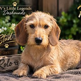 Rolo - Dachshund