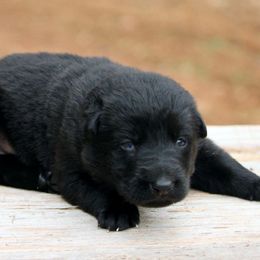 Black female-1 - Black female German Shepherd puppy in Cumming, Georgia from Cainedelup