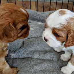 Cavalier King Charles Spaniel Puppies from Dawn Miner's Cavalier King Charles Spaniels